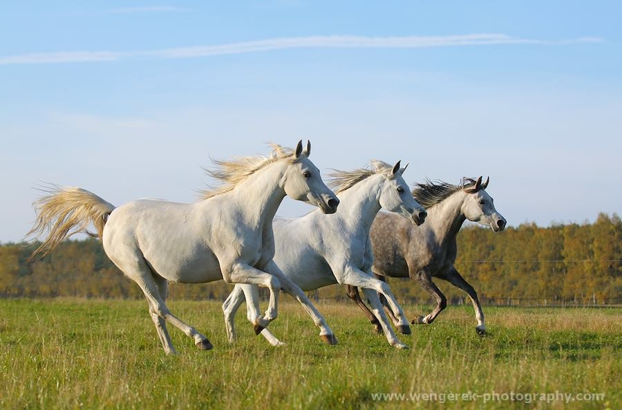 beautiful horse pictures